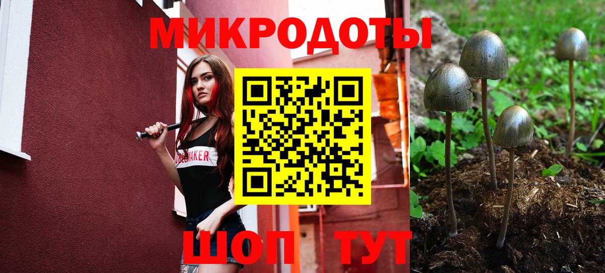 Галлюциногенные грибы Psilocybine cubensis Братск